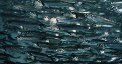 Cinematic footage of a tightly packed school of Anchovy Fish.