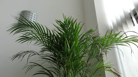 Panning shot of a kentia house plant in a contemporary apartment with light leaking through the blinds onto a neutral white wall