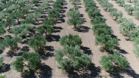 Aerial footage of olive orchard flying left over green olive trees is of major agricultural importance in Mediterranean region as source of olive oil one of core ingredients in Mediterranean cuisine