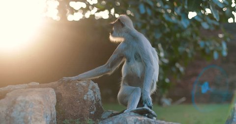 Anuradhapura, SRI LANKA. Portrait of a local wild monkey Gray langur or Hanuman langur living near the temple. in slow motion