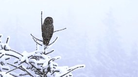 Super slow motion: Wild owl standing in the cold in the forest of snow. Owl in the snow on top of the tree. grey owl in the winter forest. Wild life. wild owl living in the forest of winter. Bubo bubo