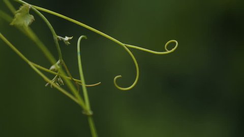 Close-up of vine tendrils, growing and ripening of wine grapes, organic products