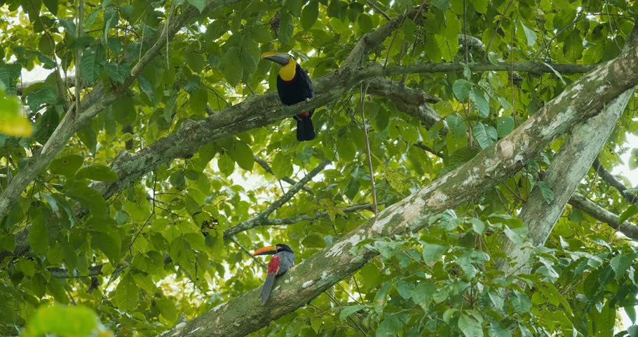 Collared Aracari And Swainson’s Toucan In A Tree, Costa Rica | Graded version. Watch also for the native 4:2:2, 10 Bit material, straight out of the camera.
