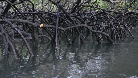 roots of tropical mangrove
