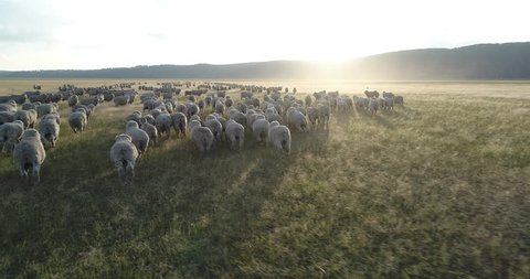 Sheep drift across the enormity of the ACT's Lake George at sunset. Clip 6/6