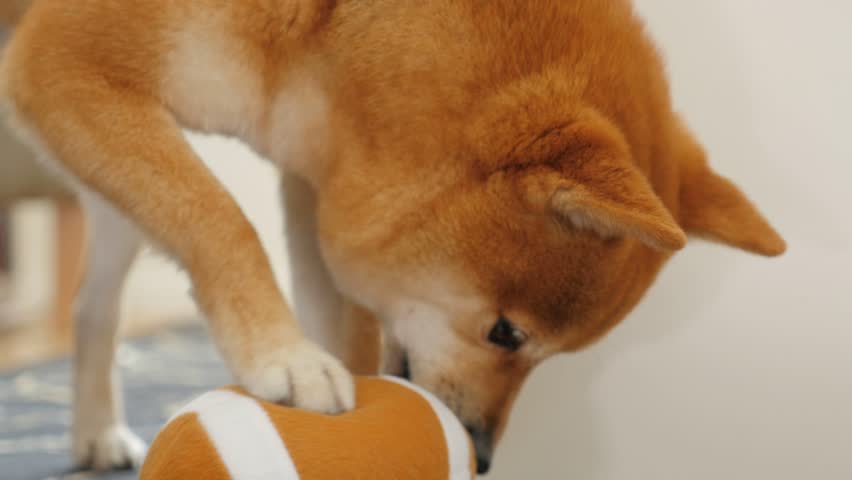 Dog playing with toys (Shiba Inu) | Shutterstock HD Video #1006989394