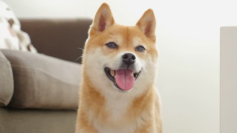 Cute Dog (Shiba Inu)