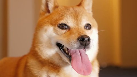 Cute Dog (Shiba Inu)
