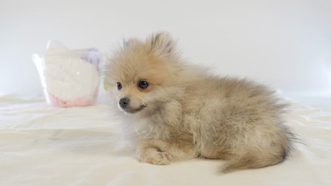 White Pomeranian Dog Sleep On Sofa Stock Footage Video 100 Royalty Free 32580202 Shutterstock