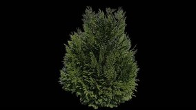 High quality 10bit footage of coniferous plant on the wind with Alpha Channel in ProRes. Made from RAW footage.