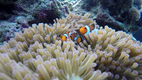 FALSE CLOWN ANEMONEFISH with Sea anemone in a blue ocean at andaman sea in Thailand
