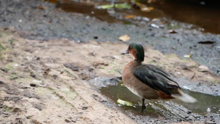 northern or common pin tail of wild nature in the amazing footage