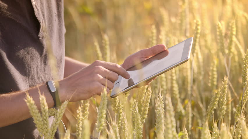 Farmer using tablet in wheat field. Scientist working in field with agriculture technology. Close up of man hand touching tablet pc in wheat stalks. Agronomist researching wheat ears Royalty-Free Stock Footage #1006995334