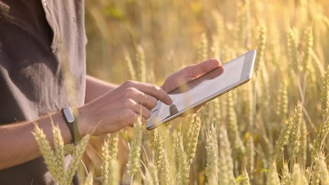 Farmer using tablet in wheat field. Scientist working in field with agriculture technology. Close up of man hand touching tablet pc in wheat stalks. Agronomist researching wheat ears