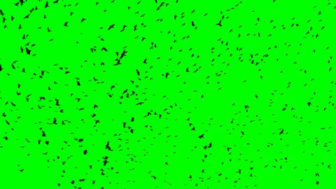 Flock of birds flying over green background
