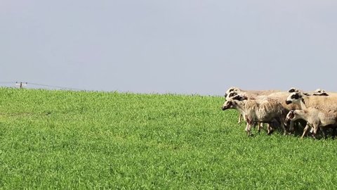 herd of sheep walking to farm through green fields in Cyprus 