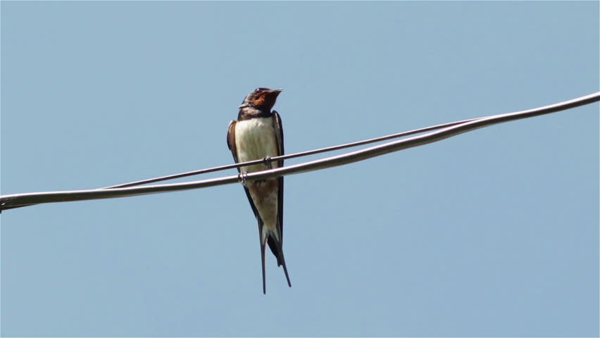 The Swallow Sings On the Stock Footage Video (100% Royalty-free ...