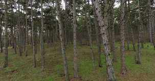 Aero video shooting. beautiful forest, pine trees on a cloudy day. Dense forest from a bird's eye view. Aerial drone shot over the north european forest. Shot in 4K. Flying Through The Woods. 