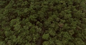 Aero video shooting. beautiful forest, pine trees on a cloudy day. Dense forest from a bird's eye view. Aerial drone shot over the north european forest. Shot in 4K. Flying Through The Woods. 