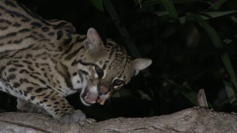 Ocelot (Leopardus pardalis) close-up  at night  eating in a tree, Pantanal wetlands, Brazil.