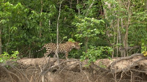 Jaguar (Panthera onca)  in search of prey along riverbank  looking for prey, in the Pantanal wetlands, Brazil.