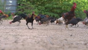 Many chickens in farms. Hen walking on ground. Concept of farming, agriculture and livestock.