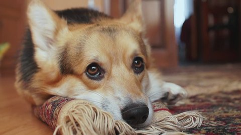 Cat And A Dog Are Videos De Stock 100 Libres De Droit Shutterstock