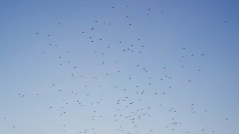 Flock of Mosquitoes at Sunset. Slow motion
