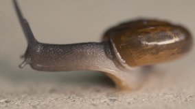 Macro view of garden snail moving on concrete floor - video in slow motion