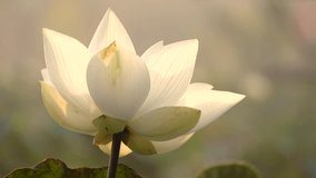 Royalty high quality free stock video footage of a white lotus flower. The background is the lotus leaf and white lotus flower and lotus bud in a pond. Beautiful sunlight and sunshine in the morning