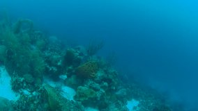 coral life caribbean sea Bonaire island underwater diving  1080P video