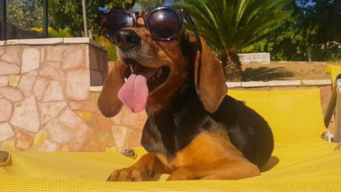 Funny moment of a dog with long ears wearing sunglasses sitting o a summer chair.