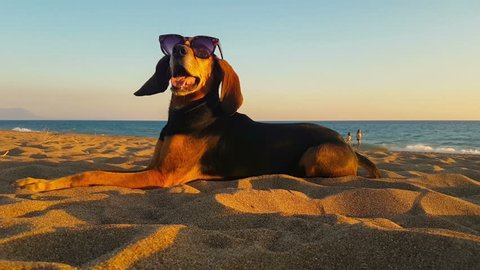 Cool dog with sunglasses relaxing at the beach.