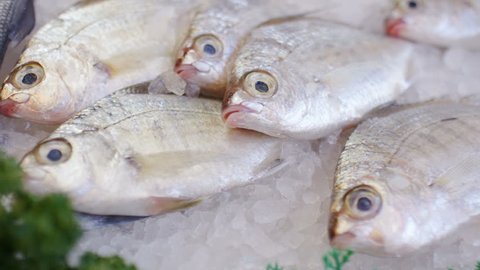 Camera moves along a series of fish resting on ice at a fishmongers shop