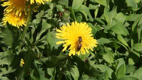 Honey bee on dandelion flower working.