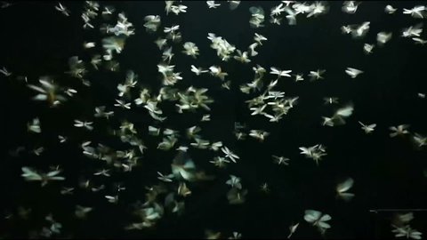 Footage Mayfly playing light in black background.