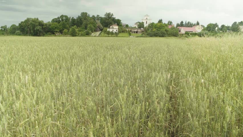 Field of grain, Poland