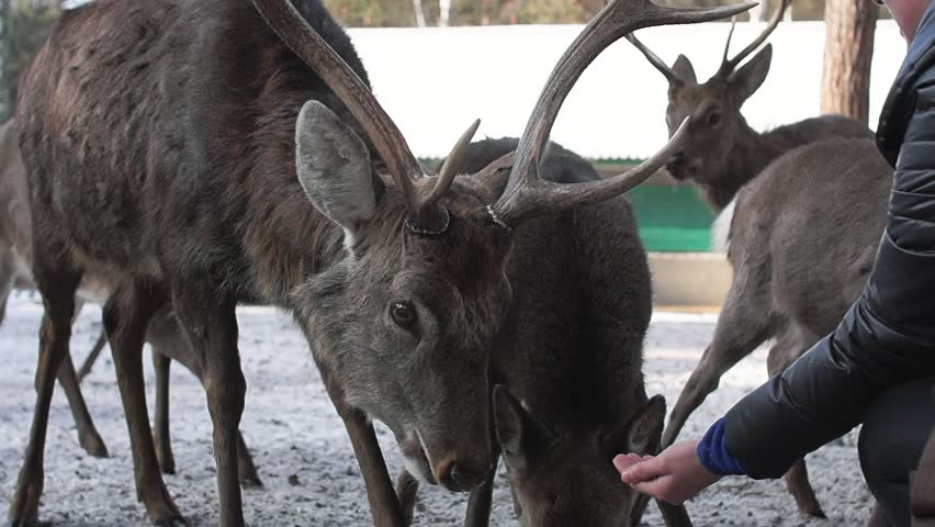 Fine deers in the nature reserve of Ukraine.