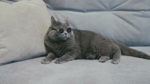 Cat in sunglasses. Cat in glasses. Cat take off sunglasses. British cat.