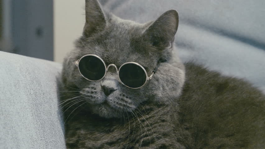 Cat in sunglasses. Cat in glasses. Close-up of cat's faces in sunglasses. Cat take off sunglasses. British cat. Royalty-Free Stock Footage #1007050165