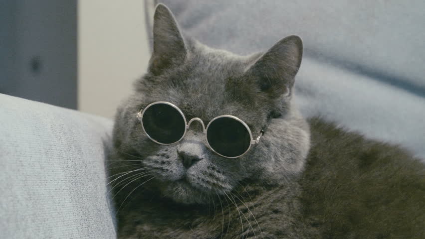 Cat in sunglasses. Cat in glasses. Close-up of cat's faces in sunglasses. Cat take off sunglasses. British cat. | Shutterstock HD Video #1007050165