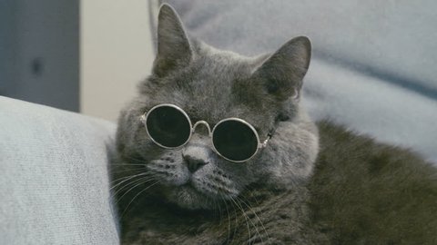 Cat in sunglasses. Cat in glasses. Close-up of cat's faces in sunglasses. Cat take off sunglasses. British cat.