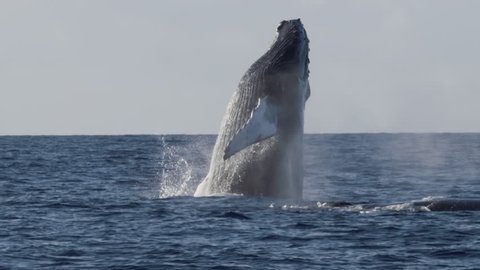 Extremely rare shot of a full Humpback Whale breach. Super slow motion.