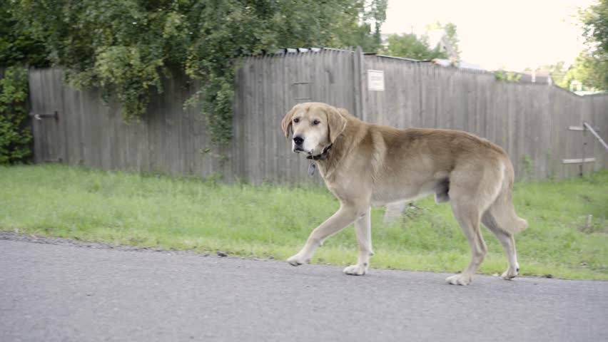 Mom and son and dog walking