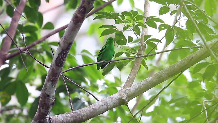 Closed up little bird, Green broadbill (Calyptomena viridis),ant