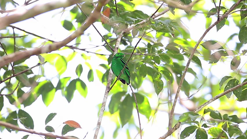 Closed up little bird, Green broadbill (Calyptomena viridis),ant