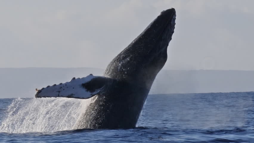 Extremely rare shot of a full Humpback Whale breach. Super slow motion.