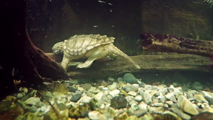 alligator snapping turtle swims around his Stock Footage Video (100% ...