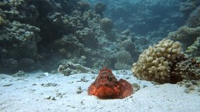 Tassled scorpionfish (Scorpaenopsis oxycephala) lies at the bottom, then spreads the fins Red sea Egypt 4K