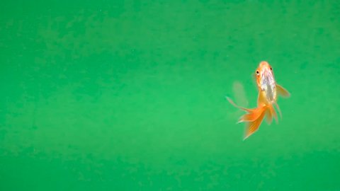 beautiful Golden fish on a green screen, seamless looping